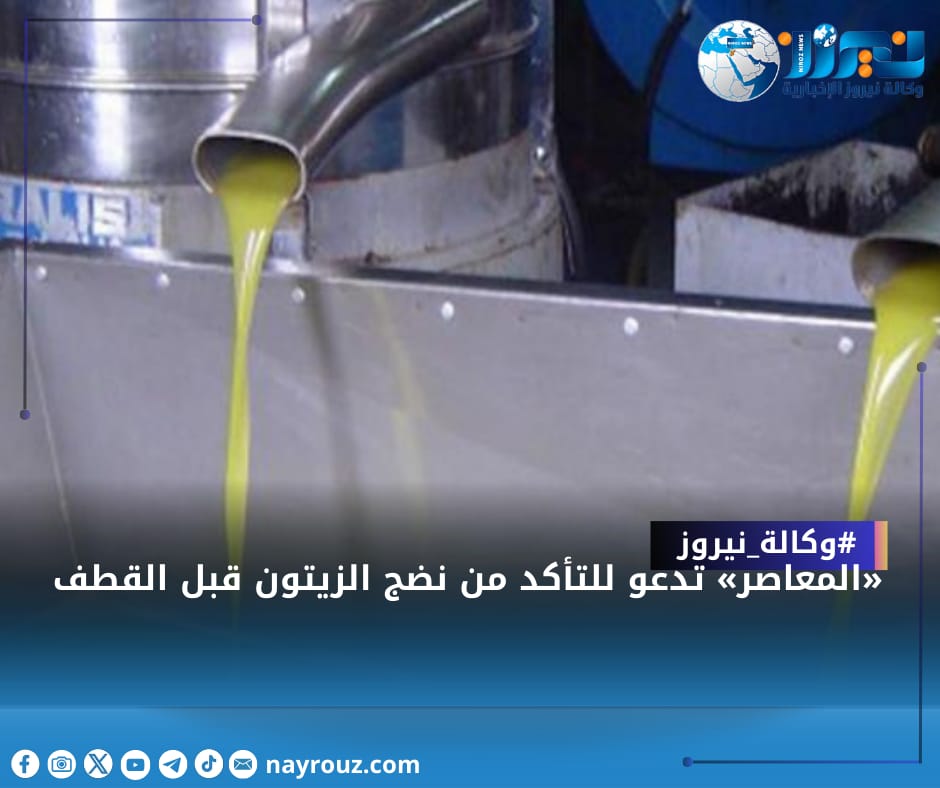 «المعاصر» تدعو للتأكد من نضج الزيتون قبل القطف
