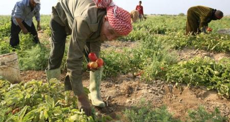 الصبيحي: 72 من المؤمّن عليهم في قطاع الزراعة غير أردنيين