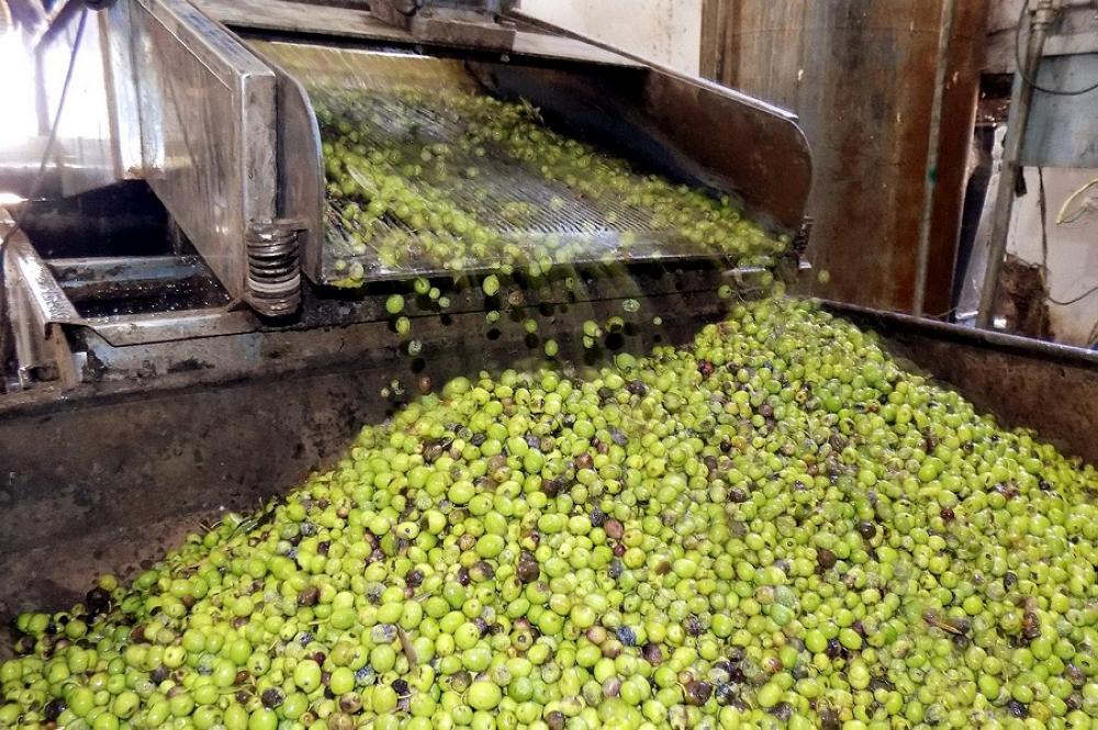 دعوة لتأخير قطاف الزيتون في الأردن