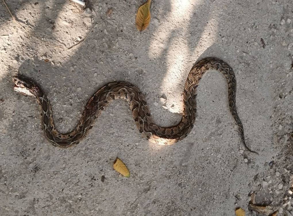 افعى فلسطين تظهر مجددًا في سحم الكفارات