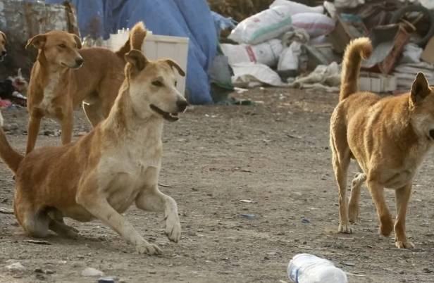 كلاب ضالة تنهش 5 طلاب ومعلمة في إربد