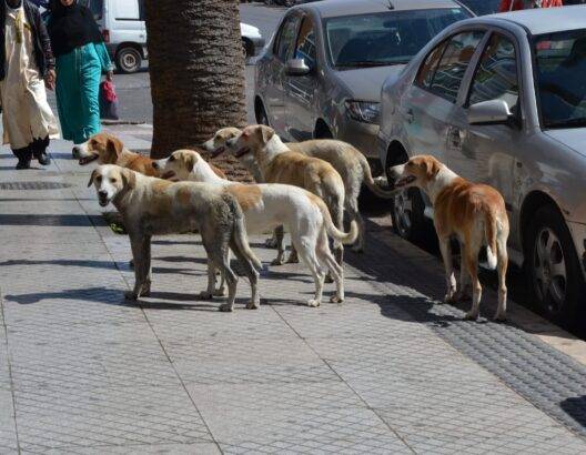 بلدية إربد الكبرى تشكّل 15 فرقة لمتابعة قضية الكلاب الضالة