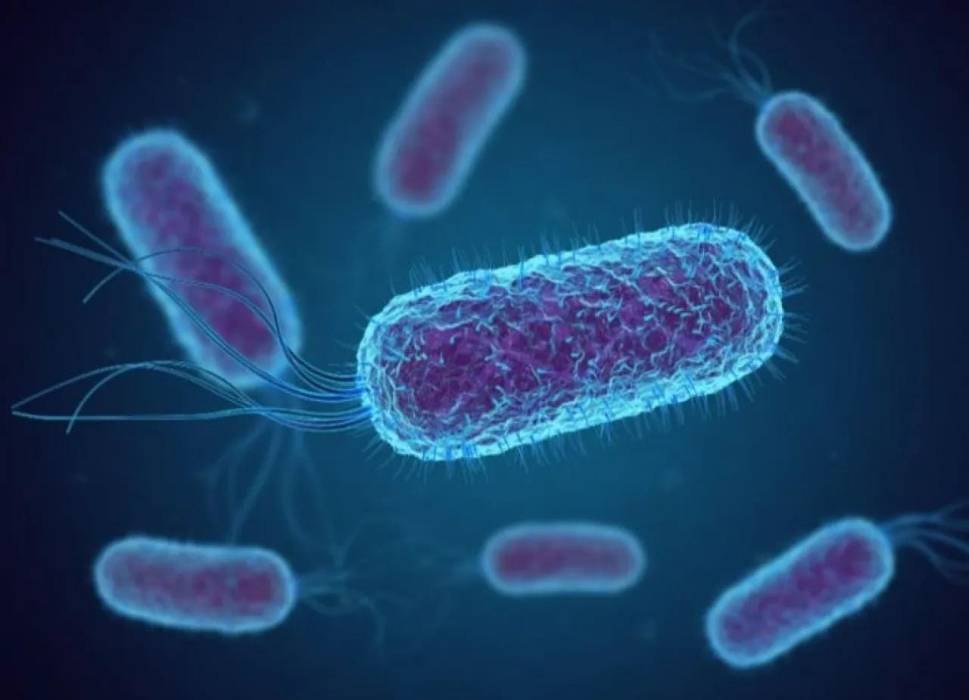 تفشي عدوى الشيجلا في إربد: 42 إصابة ناتجة عن تلوث غذائي ومائي