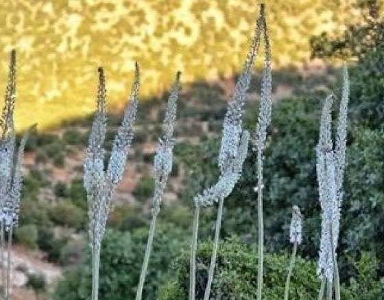 الأردنيون يستبشرون بظهور بصلة الفار