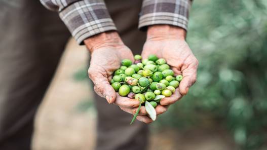 زراعة عجلون تتوقع إنتاج 28#44;820 طنا من ثمار الزيتون خلال الموسم المقبل