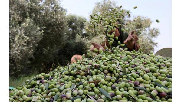 شتوة أيلول.. ضوء أخضر لبدء موسم قطف ثمار الزيتون
