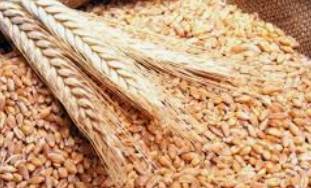 طرح عطاء لشراء كميات من الشعير
