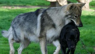 اكتشاف أول حيوان هجين يجمع بين الذئب والكلب