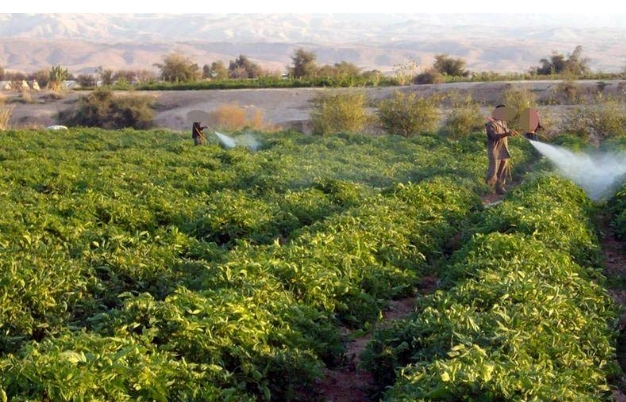 الزراعة الأردنية تشهد فصلاً جديداً في الأمن الغذائي والنمو الاقتصادي