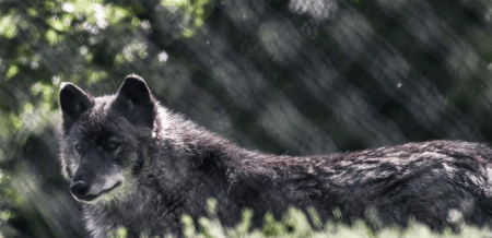 اليونان تسجّل أول حالة ذئبكلب هجين في تاريخها