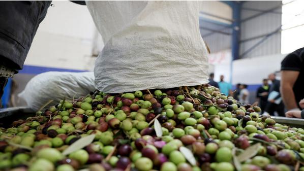 الزراعة توقف تصدير الزيتون الأخضر نظرا لانخفاض إنتاجيته هذا الموسم