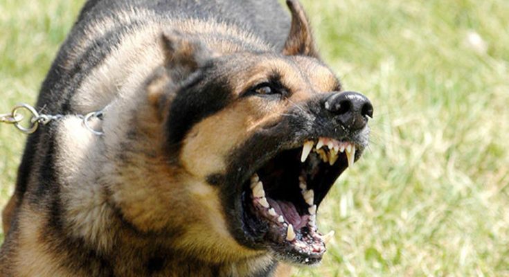 كلاب ضالة تهاجم طلابًا في بني كنانة… والأهالي يطالبون بتدخل عاجل