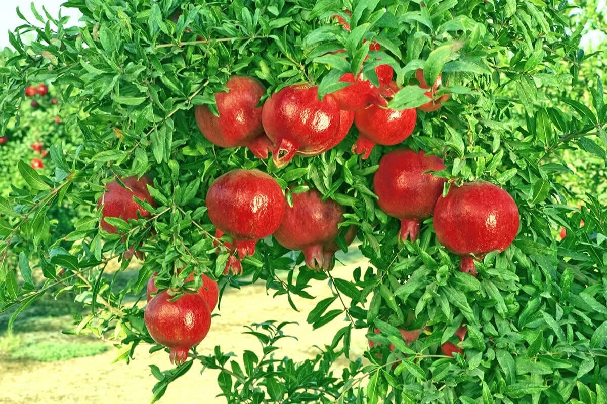 زراعة الكورة تدعو المزارعين للمشاركة بمهرجان الرمان والمنتجات الريفية