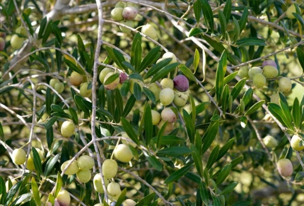 زراعة الكورة: 4 معاصر حجرية و5 حديثة جاهزة لعصر الزيتون