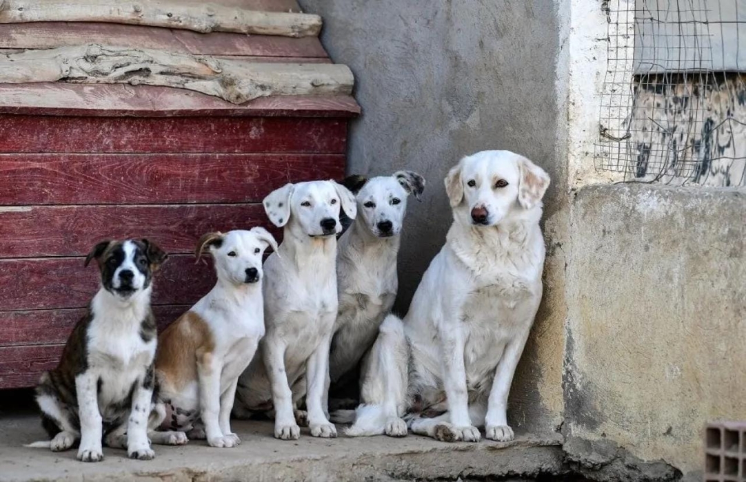 سؤال نيابي لحسان عن (الكلاب الضالة)