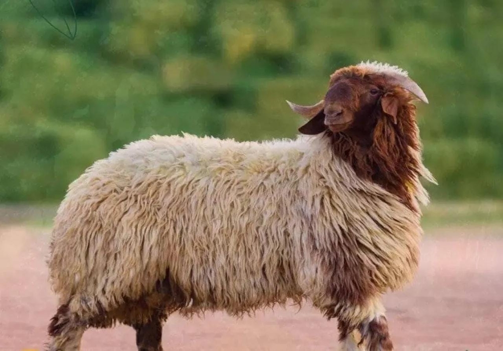 وزير الزراعة يكشف سبب استقرار أسعار اللحوم بالاردن