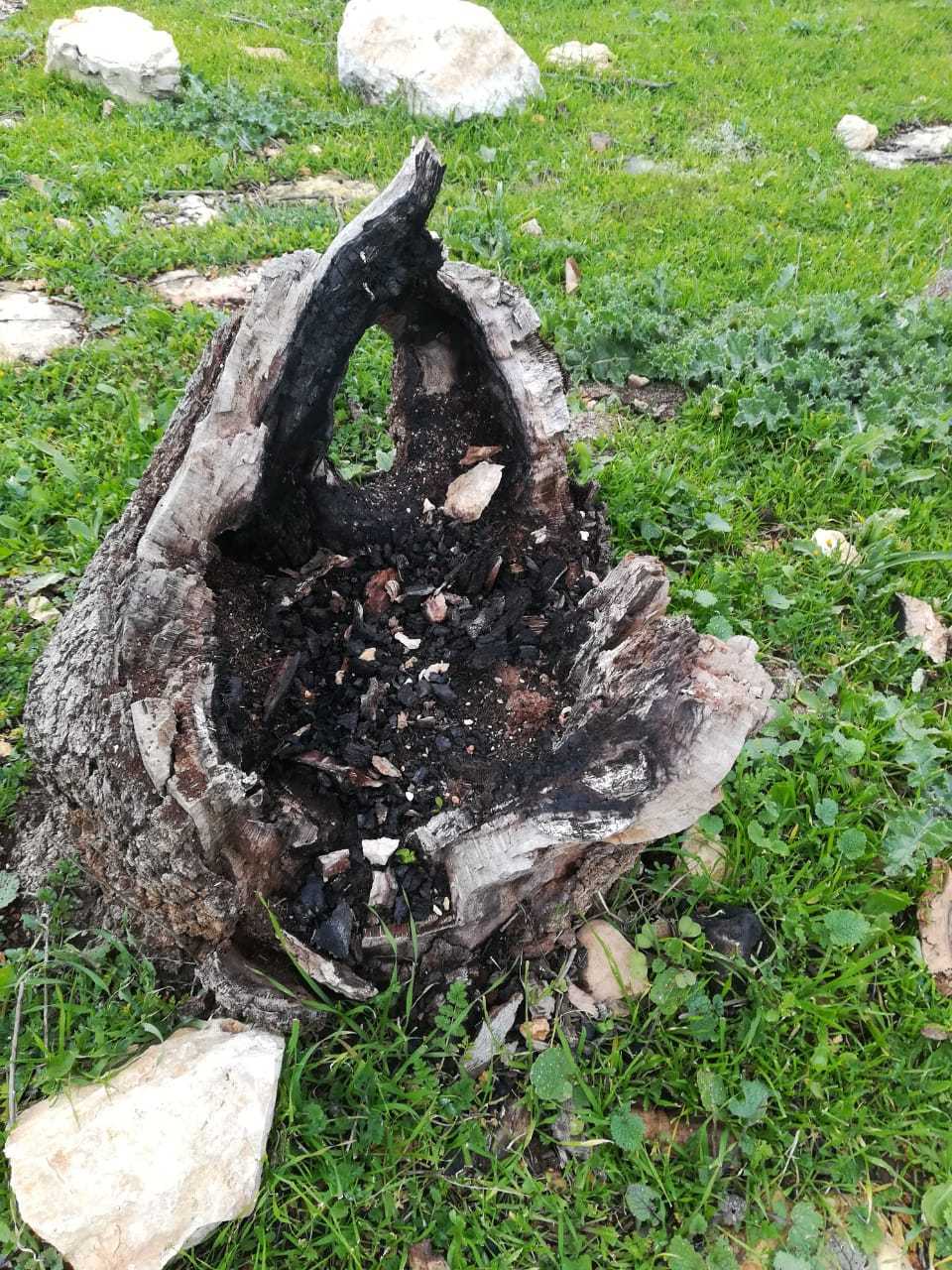 مواطنون يدعون لحماية الثروة الحرجية في إربد من التحطيب الجائر