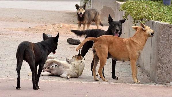 مجلس النواب  يقرر تأجيل جلسة مناقشة (الكلاب الضالة)