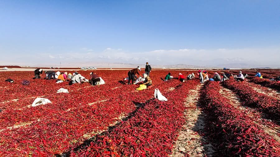 مزارعو وينسو في شينجيانغ يبدأون موسم تجفيف وتجارة الفلفل الحار...صور