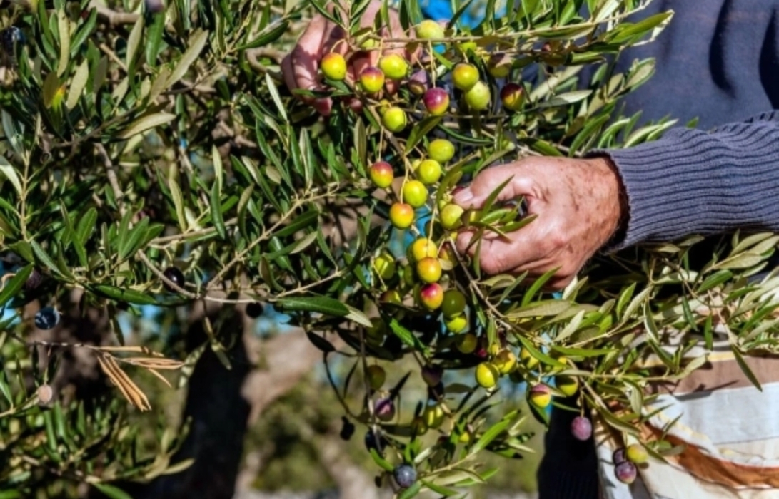 زراعة الكورة: قطف الزيتون يدويا أفضل للحصول على زيت بجودة عالية