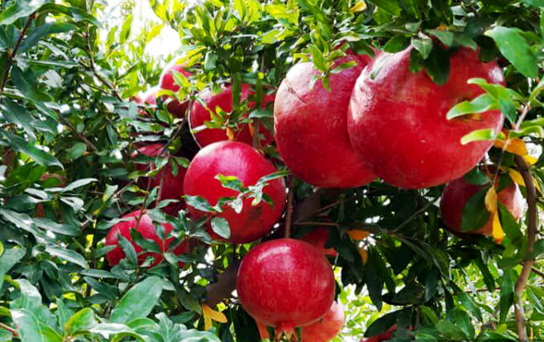 موسم الرمان في لواء الكورة يعزز التنمية الاقتصادية الريفية