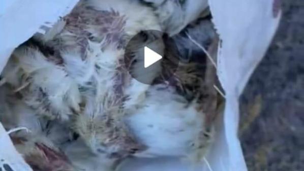 مجهول يتخلص من دجاج نافق برميه على طريق وادي راحوب باربد