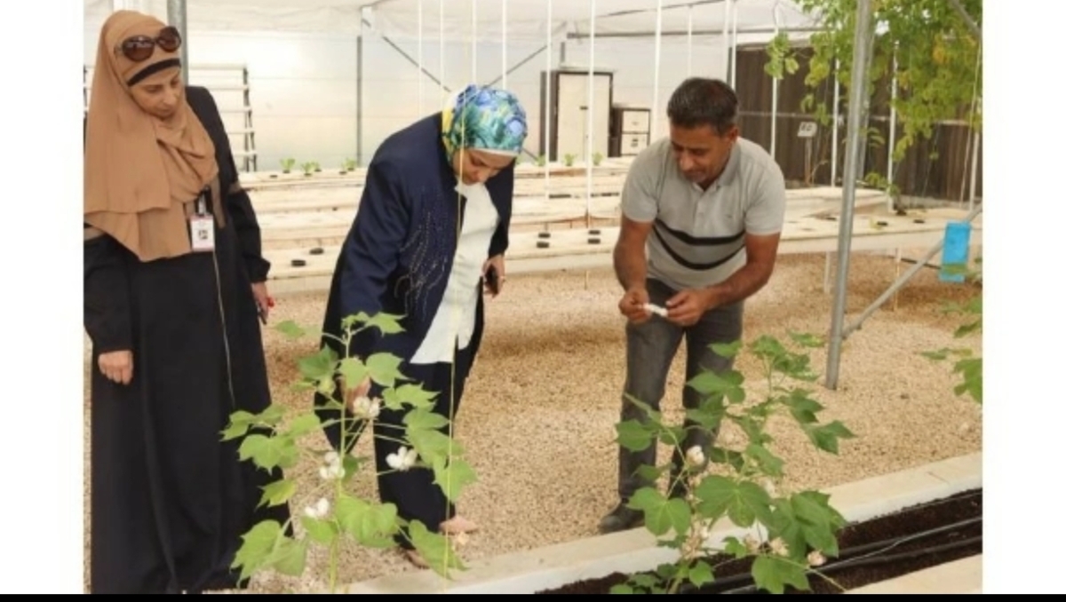 نجاح تجربة بحثية لزراعة القطن في مشتل فيصل الزراعي بجرش