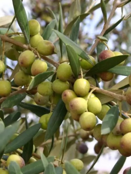 وزير الزراعة يكشف عن إجراءات لكسر ارتفاع أسعار زيت الزيتون