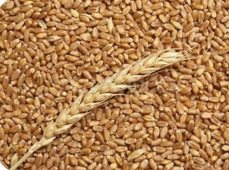 طرح عطاء لشراء كميات من القمح للمرة الثانية