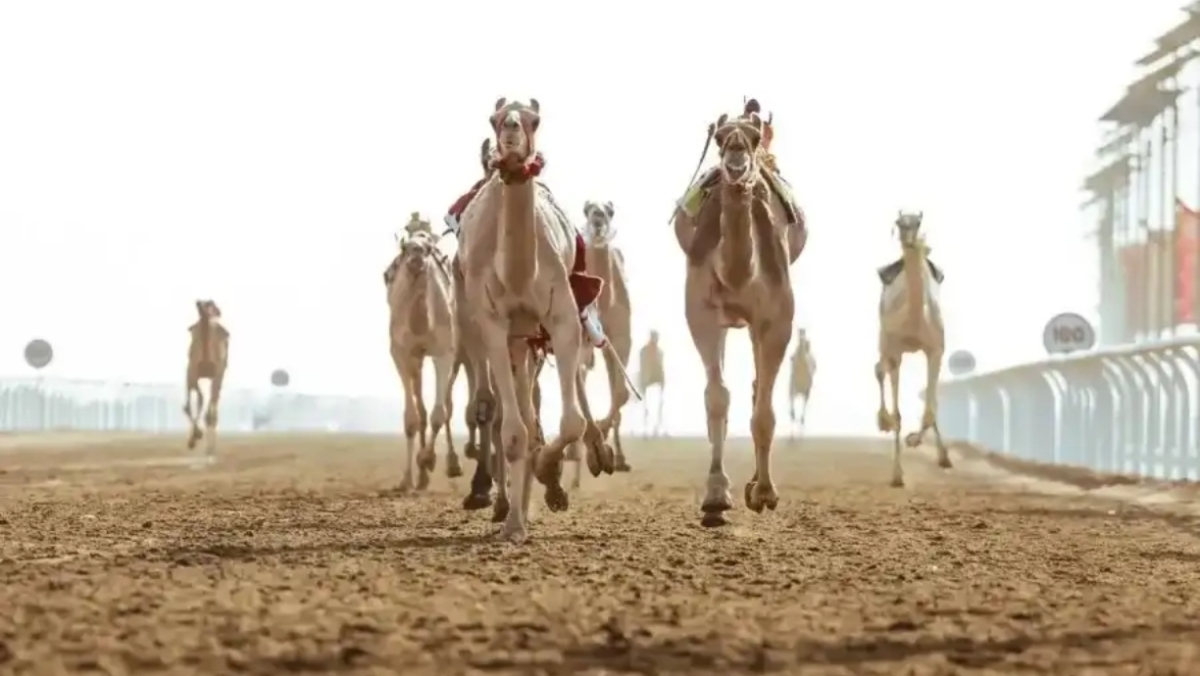 وادي رم  يحتضن كأس العرب للهجن الخميس.. ماذا قال بن جلوي لولي العهد؟