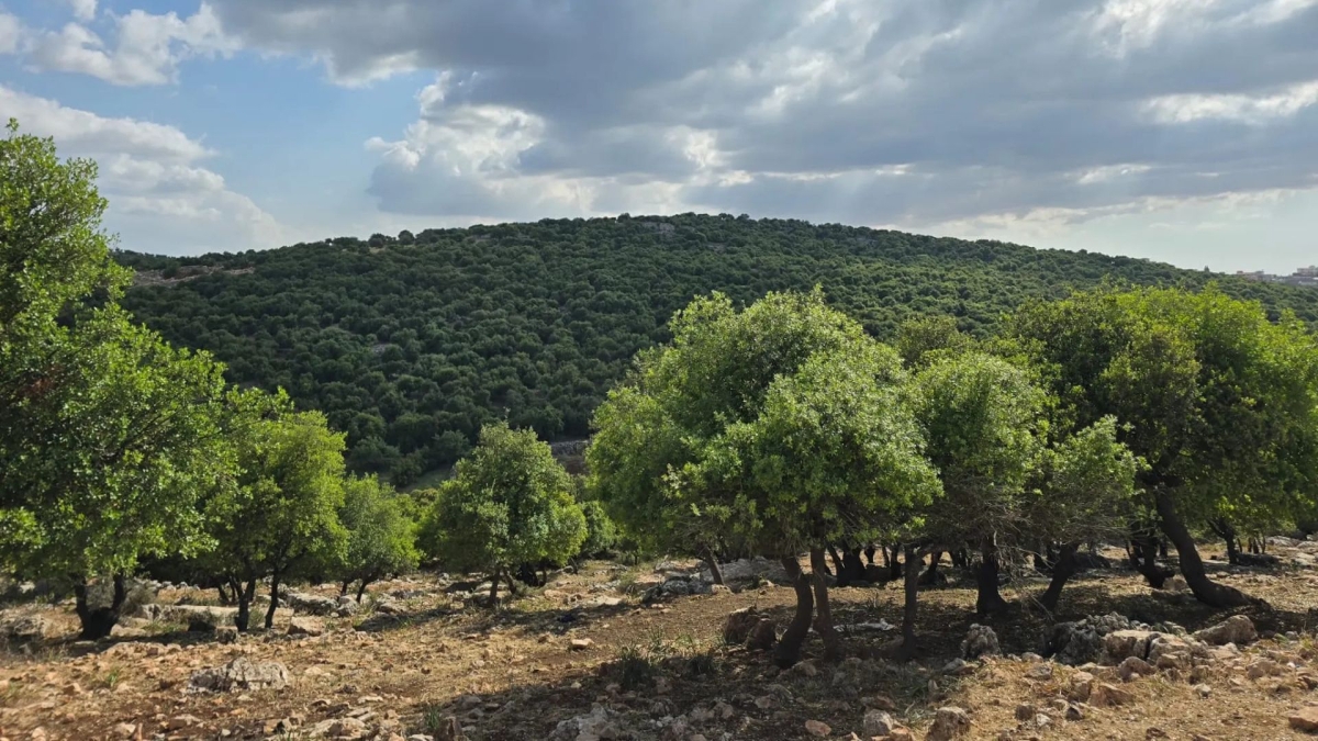 عجلون: مطالب باستثمار الأراضي الزراعية غير المستغلة