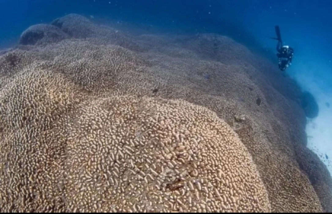 مرجان عملاق عمره 500 عام يُكتشف في المحيط الهادئ