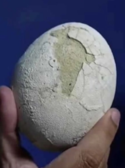 اكتشاف بيضة ديناصور عمرها 70 مليون سنة !