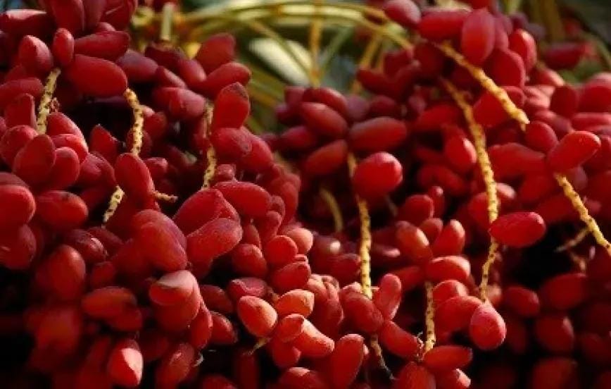 ماذا يحدث لجسمك عند تناول البلح قبل النوم؟.. فوائد وأضرار لا بد من معرفتها