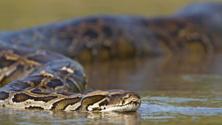 إخراج أفعى بطول 5 أمتار من مسبح مليء بالسياح في البرازيل