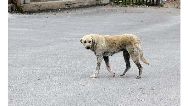 كلب ضال يهاجم طفلًا في إربد عقب خروجه من المدرسة