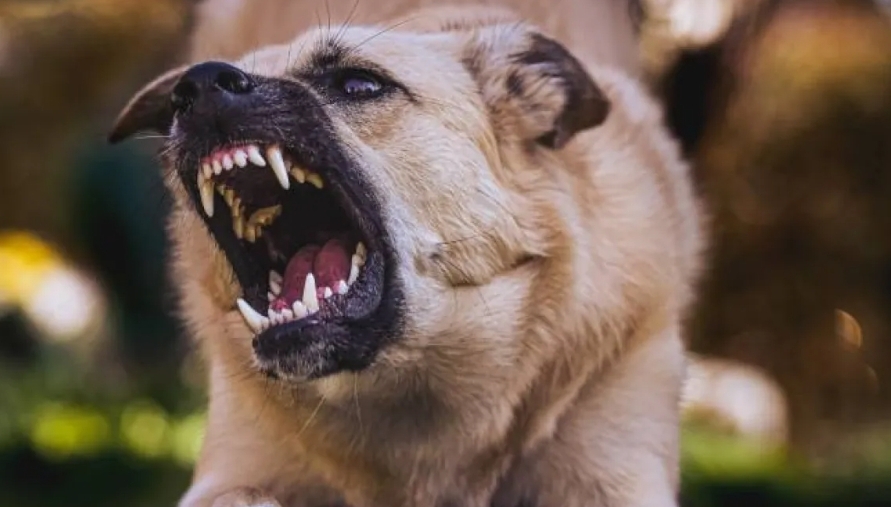 طفل يتعرض لهجوم كلب ضال في إربد