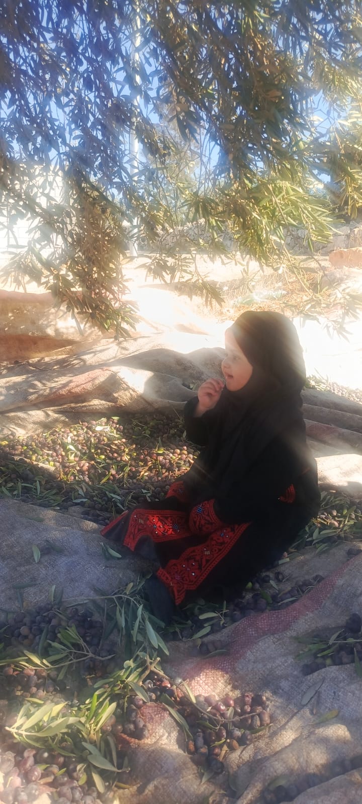 النشمية قمر عياصرة تقطف الزيتون بكل حب بمنطقة ساكب