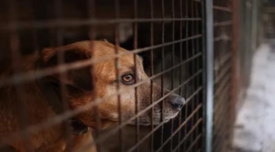 بلدية إربد توقع اتفاقية لإنشاء أول مأوى للكلاب الضالة