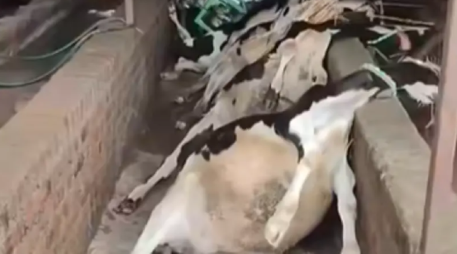 فيديو لنفوق مواشٍ يثير ضجة في مصر .. والزراعة توضح