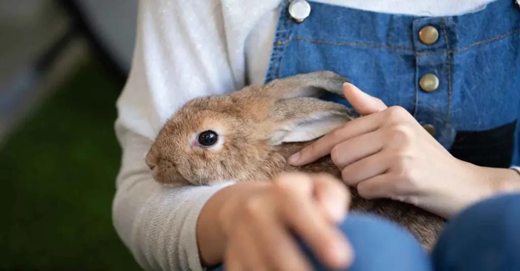 تفسير حلم الأرنب للعزباء.. بين رموز الخير والبشائر والتحذيرات النفسية