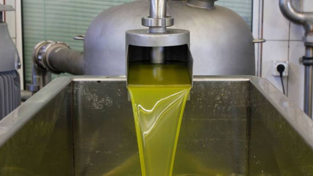 الإحصاءات:تراجع إنتاج زيت الزيتون الموسم الحالي