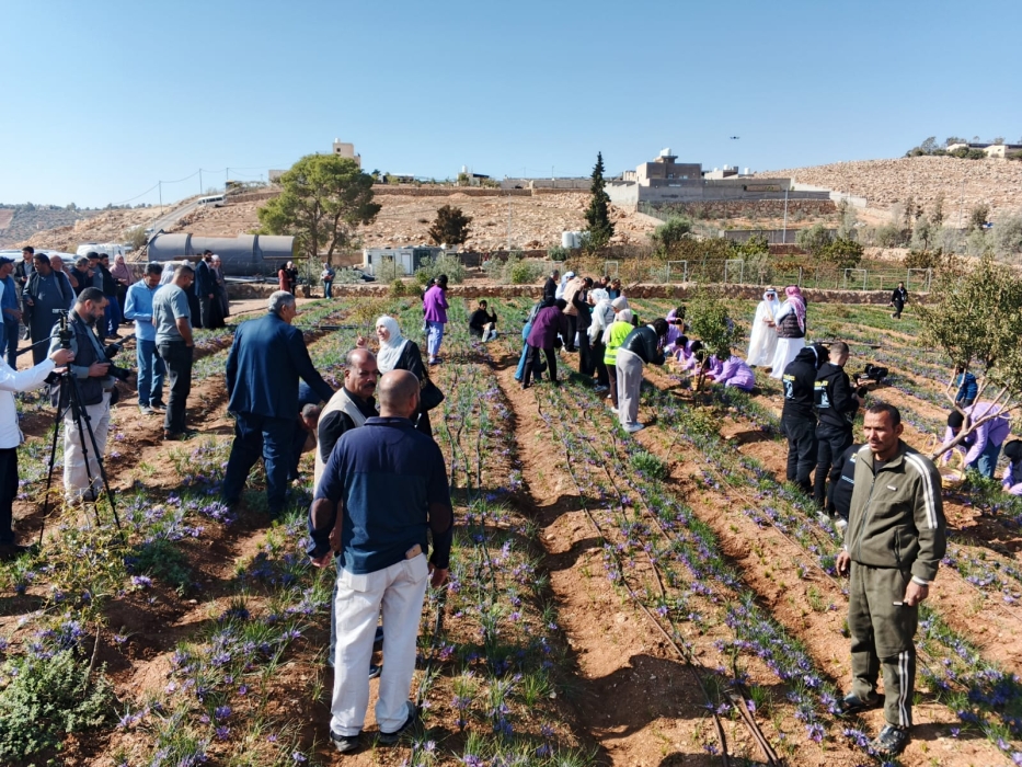 زراعة الزعفران إضافة نوعية للتطور الزراعي في محافظة المفرق
