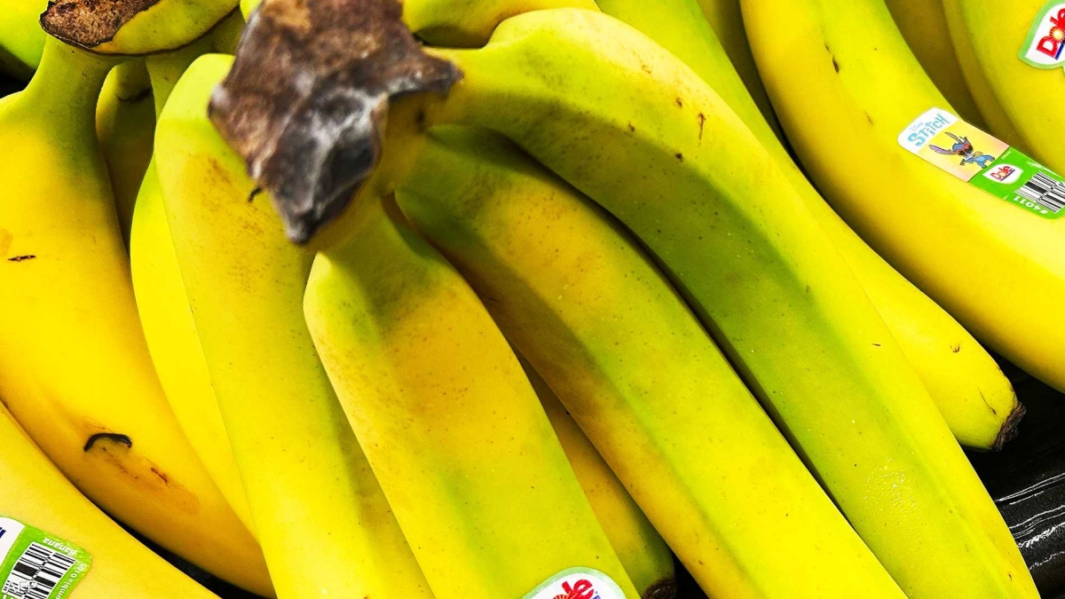 تقرير يكشف علاقة لون الموز بفوائده الصحية