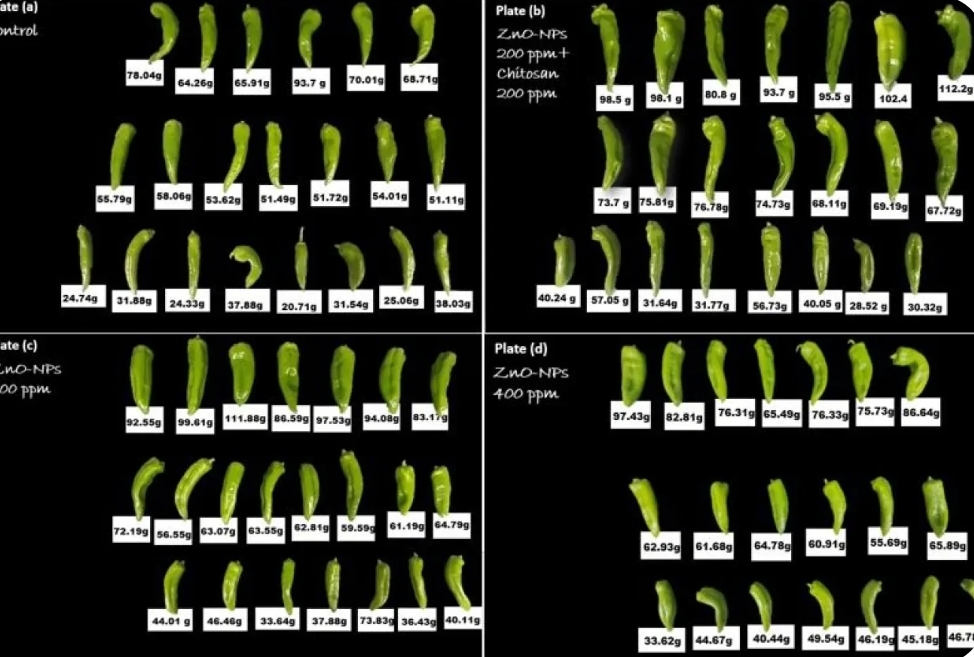 (شومان) تدعم مشروعا ابتكاريا للمركز الوطني للبحوث الزراعية