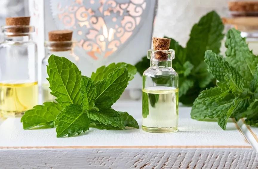 ما هي أفضل عشبة لعلاج الجيوب الأنفية؟