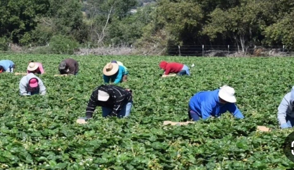 عبيدات: المنخفضات الجوية الحالية ذات أثر إيجابي على الزراعة في إربد