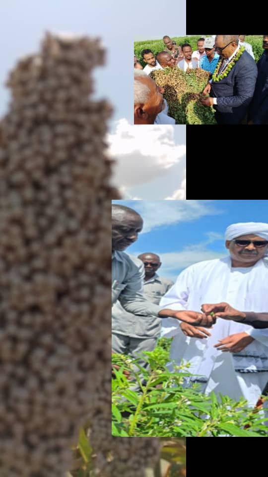 بروفيسور عصمت قرشي يقود “العبور الأخضر”.. حصاد إنجازات الربع الأخير من 2025