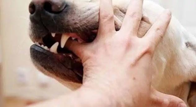 إصابة ثمانيني إثر عضة كلب ضال في إربد