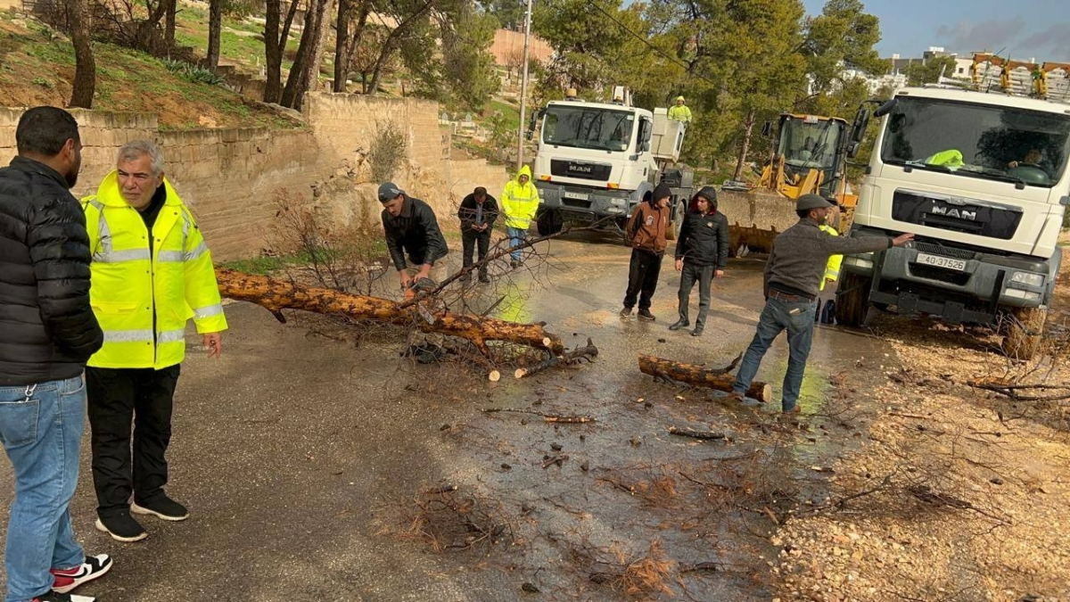 جرش ..كوادر الطوارئ في منطقة ديرالليات تتدخل فورا بعد سقوط شجرة معمرة على أحدا أعمدة الكهرباء
